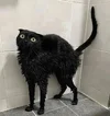 kara kedi.webp