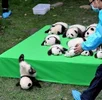 bebek panda.webp