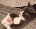 1D6E0A70-D2FD-431B-9F5F-BF61526FD8F5.gif