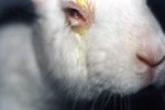 1988-Tierversuche-Kaninchen-BioSearch-Lab-Hase-05-c-PETA-USA.jpg