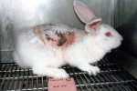 1988-Tierversuche-Kaninchen-BioSearch-Lab-dermal-c-PETA-USA.jpg