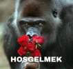 maymun caps, Hoş gelmek