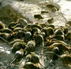 black-rats.webp black-rats.webp