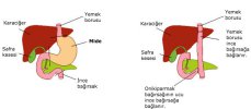 insan_midesiz_yasayabilir_mi_03-min.jpg insan_midesiz_yasayabilir_mi_03-min.jpg