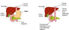 insan_midesiz_yasayabilir_mi_03-min.webp