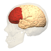 prefrontal-600x600.png prefrontal-600x600.png