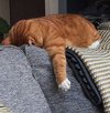 image.jpeg