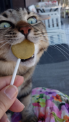 1785508014848.png