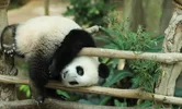 Screenshot_20220716_124111_com.huawei.browser_edit_403609420327475.webp