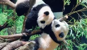Screenshot_20220716_124120_com.huawei.browser_edit_403600279059768.webp