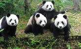 Screenshot_20220716_123443_com.huawei.browser_edit_403208181772849.webp