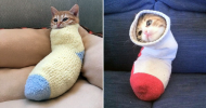 sock-cats.png