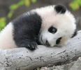 Screenshot_20220810_184235_com.huawei.browser_edit_113137431547318.webp
