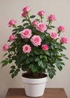 1000192314.webp