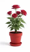 1000192322.webp