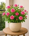 1000192323.webp
