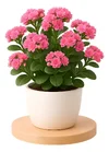 1000192326.webp