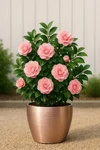 1000192328.webp