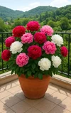 1000192330.webp