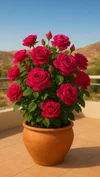 1000192331.webp