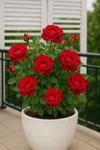 1000192332.webp