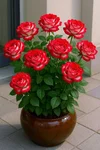 1000192333.webp