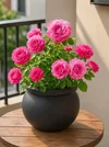 1000192336.webp
