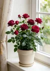 1000192337.webp
