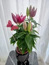 1791909736608.webp