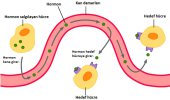 hormonun-hucrelere-ulasmasi.jpg