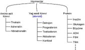 hormonlarınsınıflandırılması-1.jpg hormonlarınsınıflandırılması-1.jpg