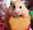 5367_suriye-hamster-resim_edit_665290636739626.jpg 5367_suriye-hamster-resim_edit_665290636739626.jpg