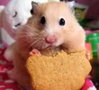 5367_suriye-hamster-resim_edit_665290636739626.webp 5367_suriye-hamster-resim_edit_665290636739626.webp