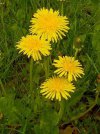 taraxacum-officinale-karahindiba-tohumu-paket-250-adet-97197.jpg taraxacum-officinale-karahindiba-tohumu-paket-250-adet-97197.jpg