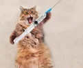 elinde-igne-olan-kedi-850x500_edit_417555424037847.webp