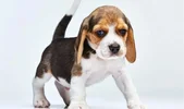 Screenshot_20230425_173342_com.android.gallery3d_edit_39233836308075.webp Screenshot_20230425_173342_com.android.gallery3d_edit_39233836308075.webp