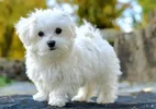 firefox_K8ZM6GrwFo.webp firefox_K8ZM6GrwFo.webp