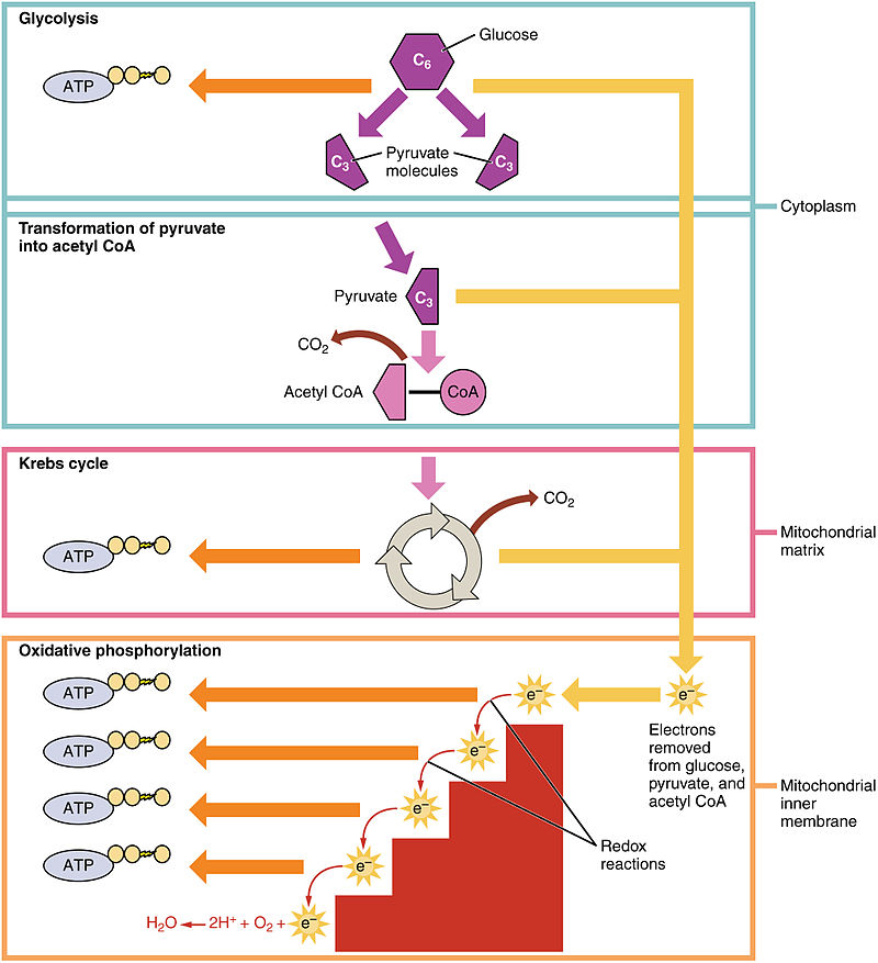 difference-between-anabolism-and-catabolism_2.jpg