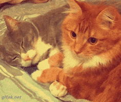 Cats Gatos GIF
