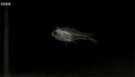fish.gif