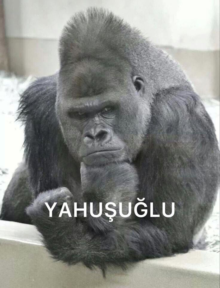 gorilmemes | Maymunlar, Komik şeyler, Komik