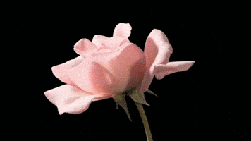flowers april GIF