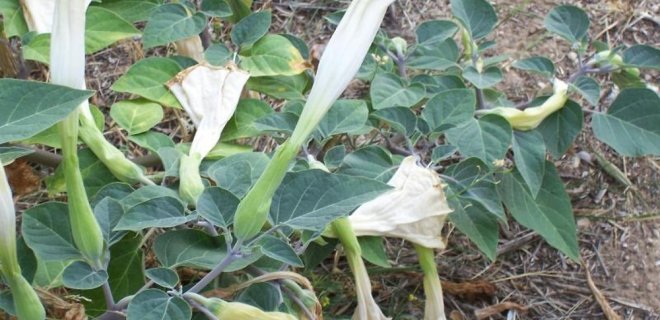 datura