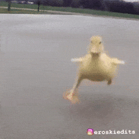 Running Duck GIF