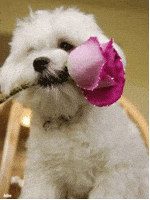 dog puppy GIF