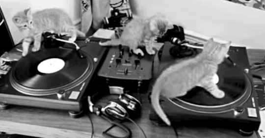 tumblr_p6f8wk8ZoJ1wzbeqio1_540.gifv
