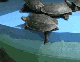 turtle GIF