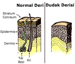 neden_dudak_derisi_01-min.jpg