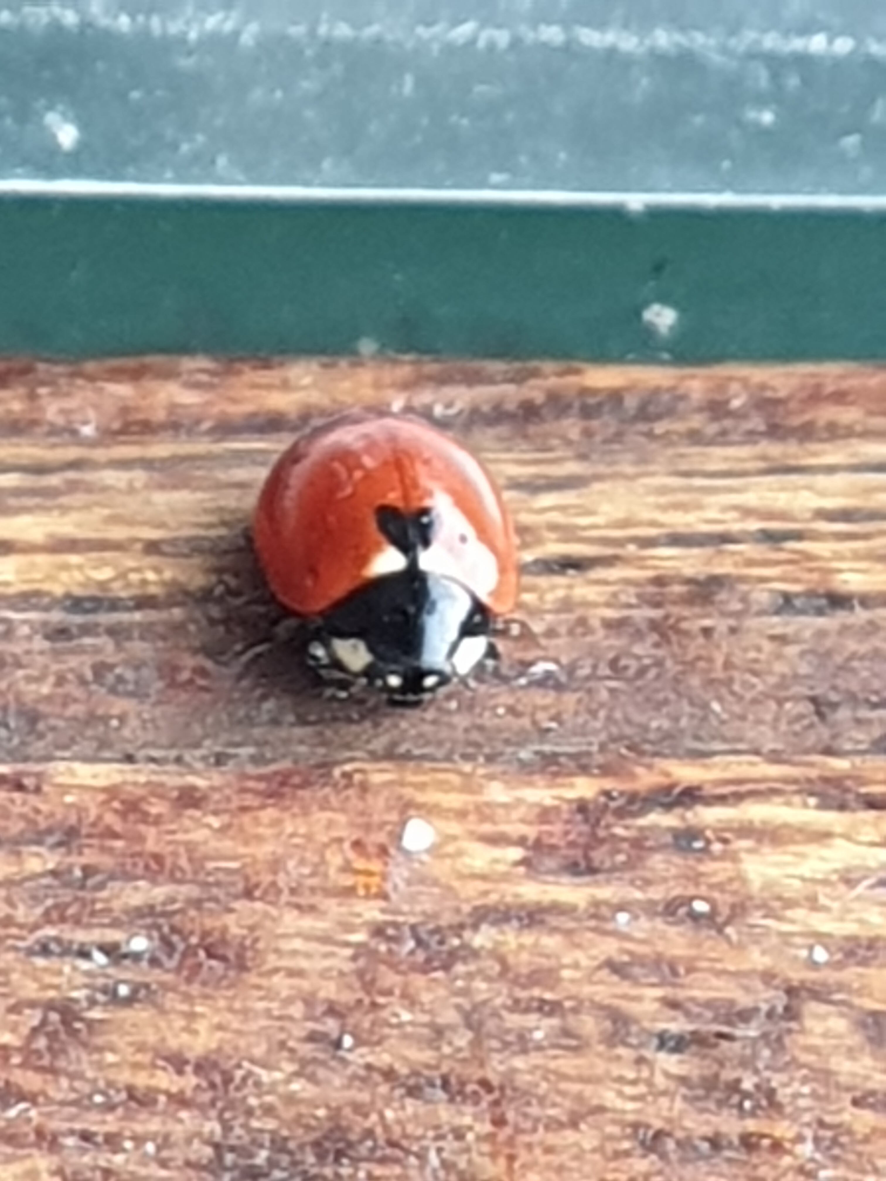 20191225_071139.jpg
