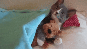 Sweet Dreams Cat GIF by good-night